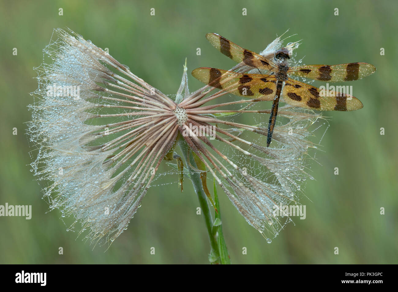 Halloween Pennant Dragonfly (Celithemis eponina) di capra barba del seme head (Tragopogon pratensis), da saltare Moody/Dembinsky Foto Assoc Foto Stock