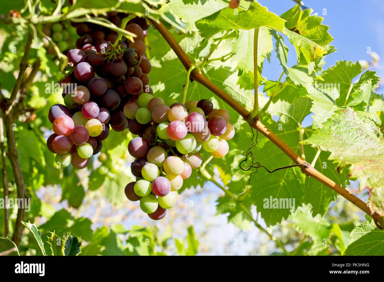 I grappoli di uve rosse appese dal vitigno in un paese di lingua inglese giardino, East Sussex, Regno Unito Foto Stock