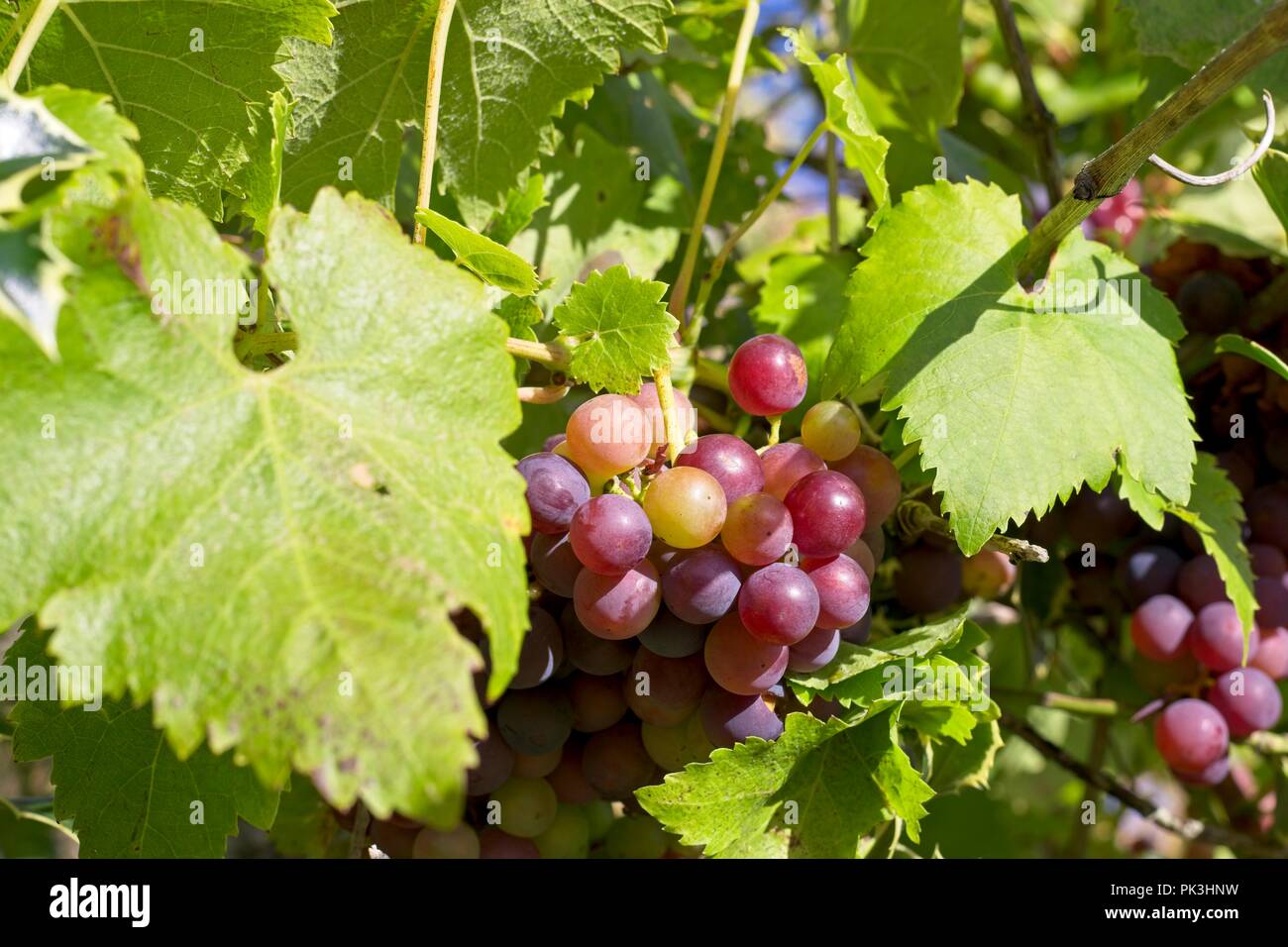 I grappoli di uve rosse appese dal vitigno in un paese di lingua inglese giardino, East Sussex, Regno Unito Foto Stock