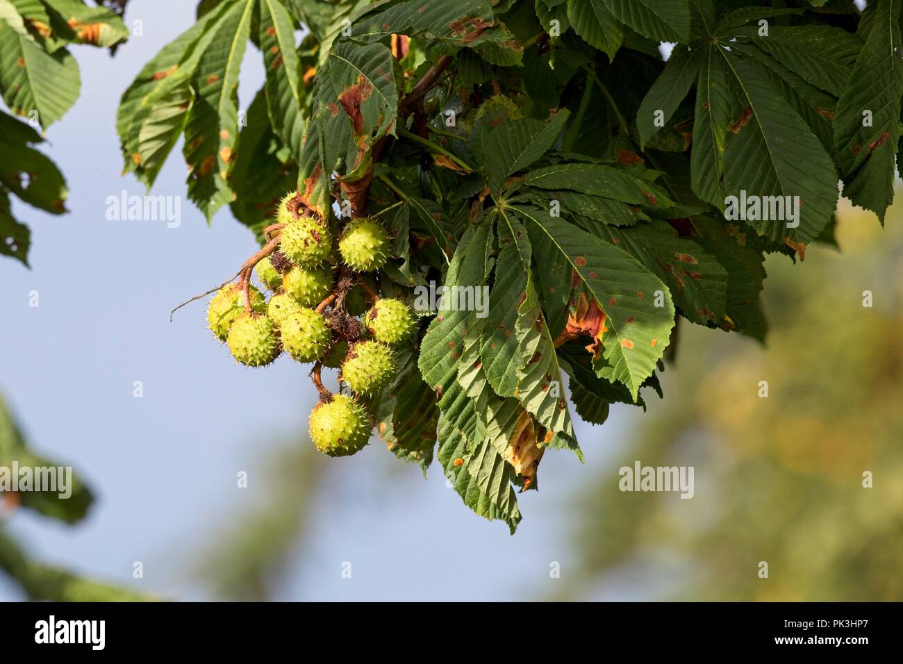 Conkers cresce su un cavallo di castagno, East Sussex, England, Regno Unito Foto Stock