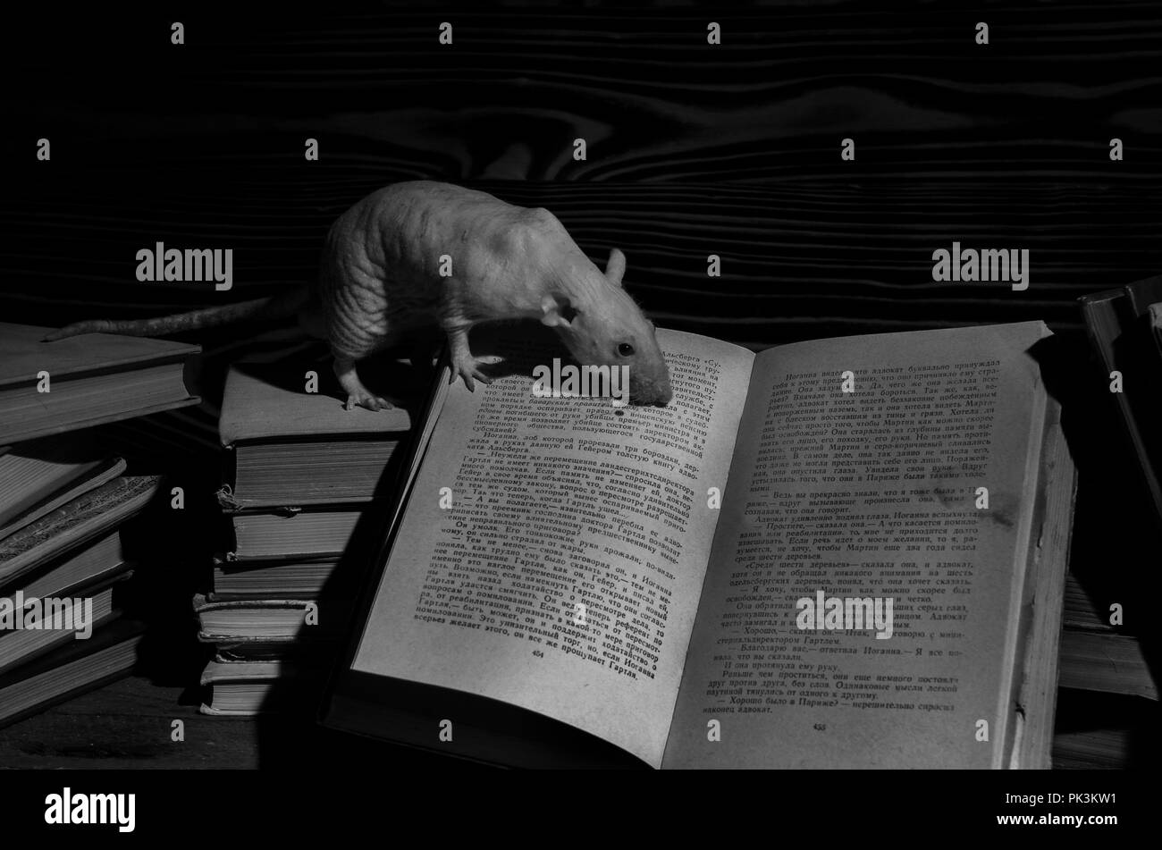 Ratto decorativo con vecchi libri della biblioteca in bianco e nero. Foto Stock