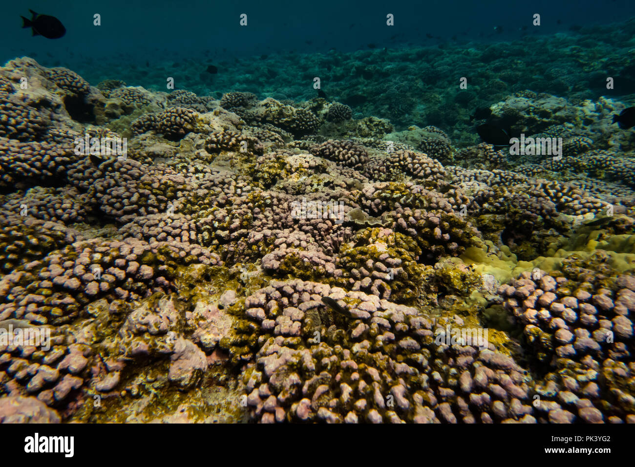 Lo snorkeling a pietra focaia isola in linea sud le isole di Kiribati che mostra il corallo morto da un recente coral bleaching evento a causa di cambiamenti climatici. Foto Stock