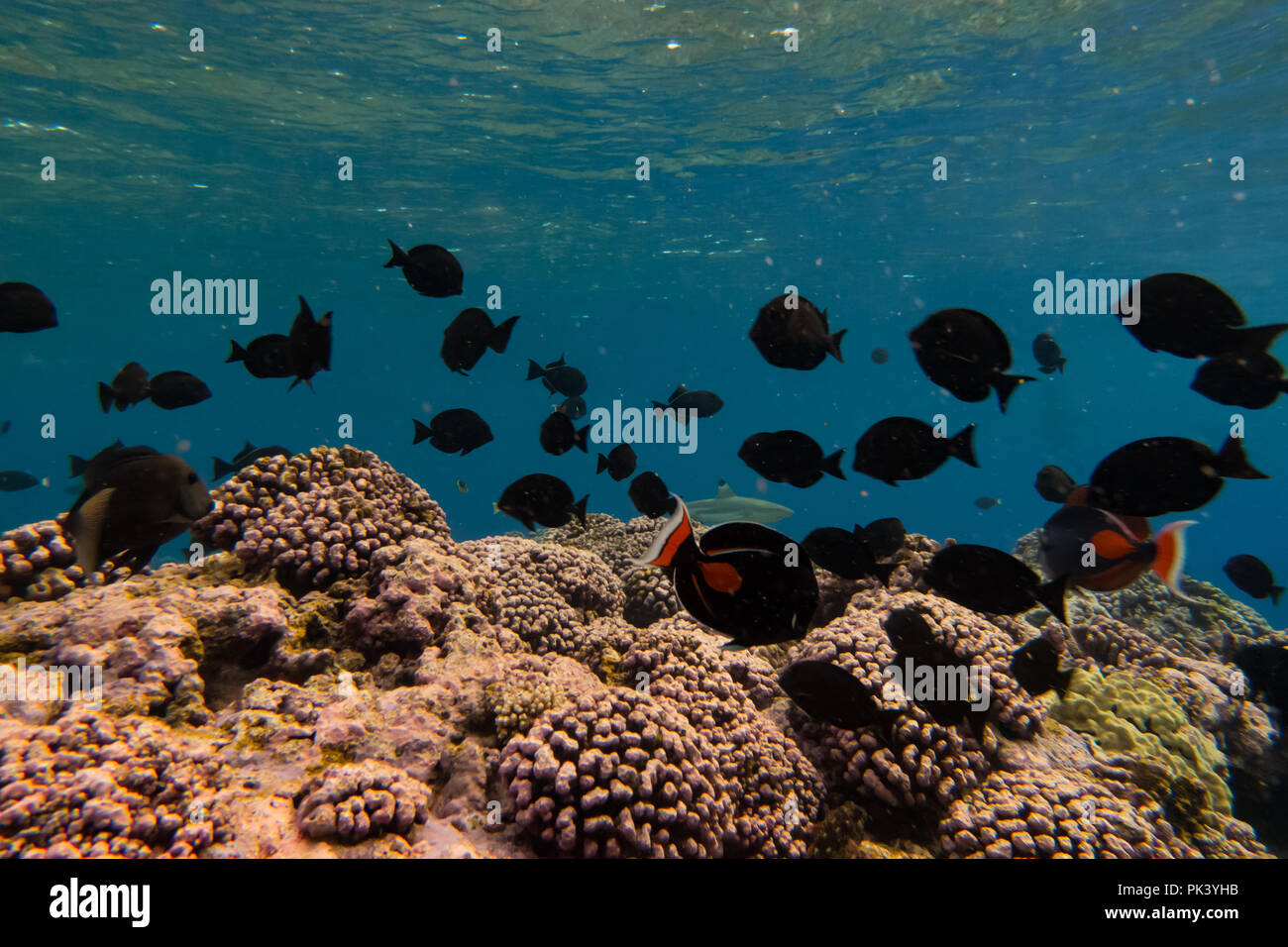 Lo snorkeling a pietra focaia isola in linea sud le isole di Kiribati che mostra il corallo morto da un recente coral bleaching evento a causa di cambiamenti climatici. Foto Stock