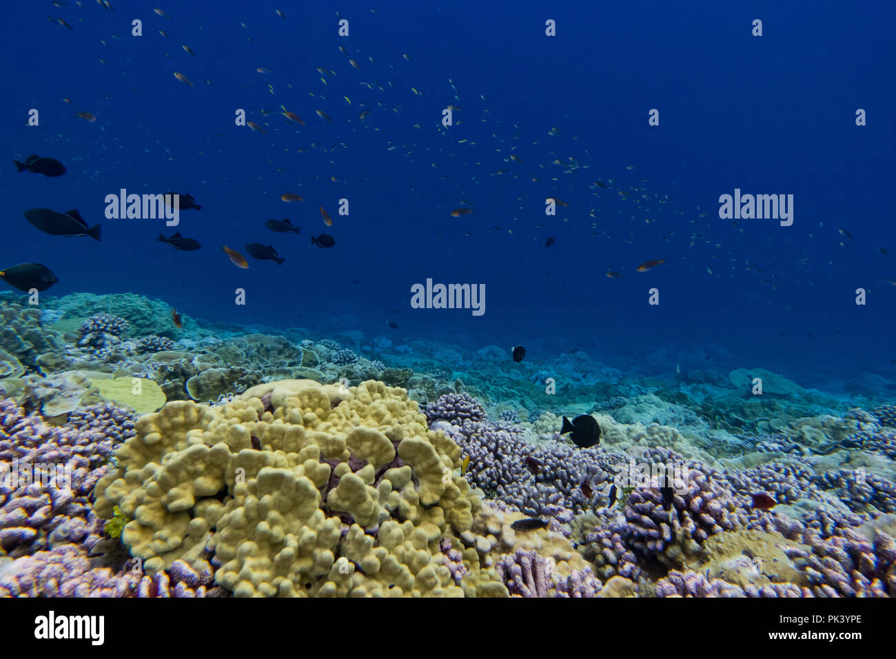 Lo snorkeling a pietra focaia isola in linea sud le isole di Kiribati che mostra il corallo morto da un recente coral bleaching evento a causa di cambiamenti climatici. Foto Stock
