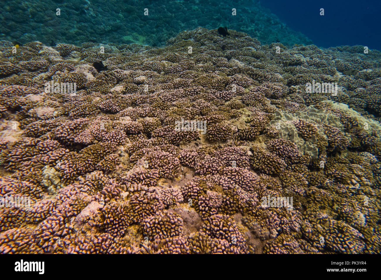 Lo snorkeling a pietra focaia isola in linea sud le isole di Kiribati che mostra il corallo morto da un recente coral bleaching evento a causa di cambiamenti climatici. Foto Stock