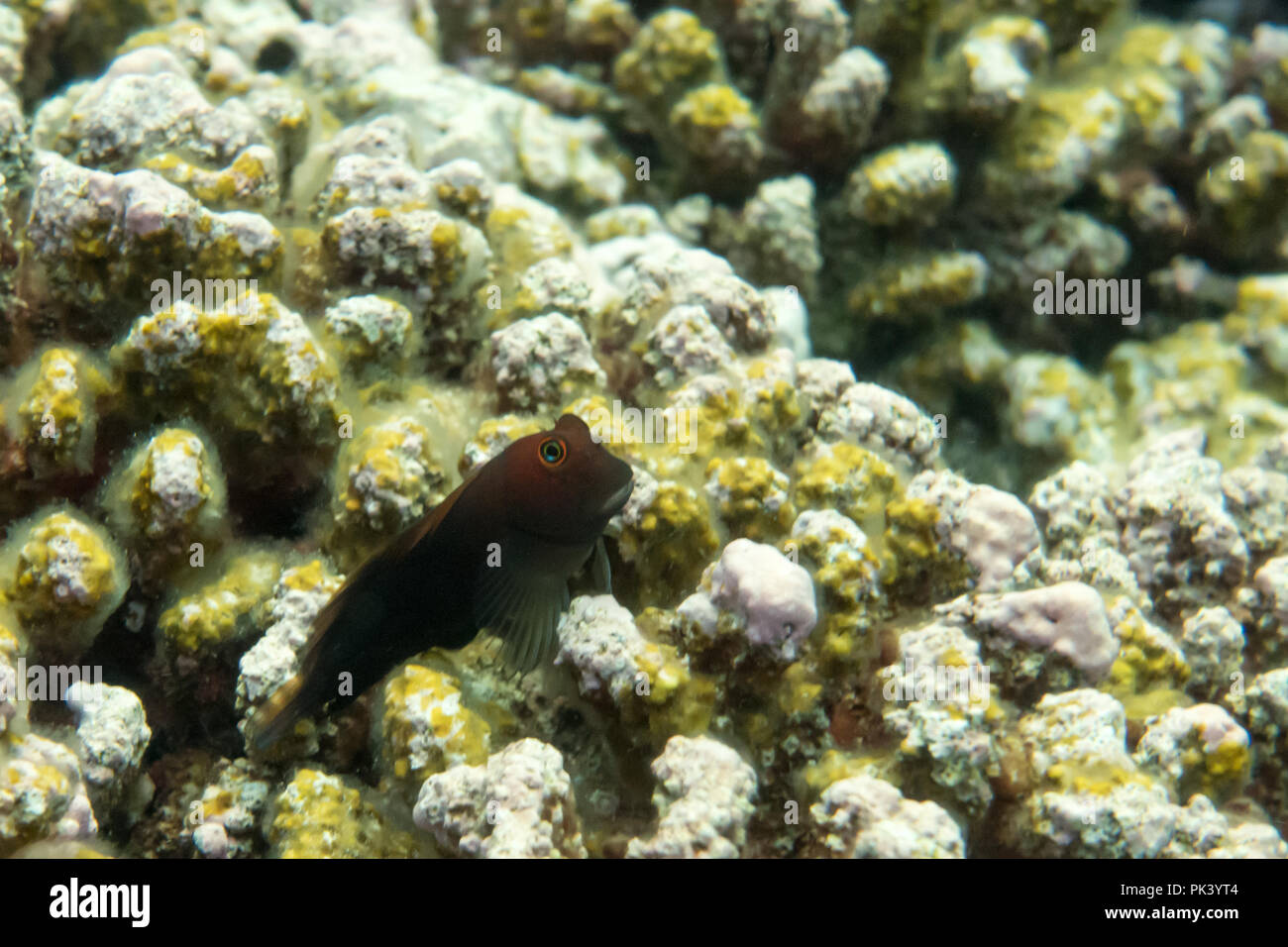 Una miscela si siede sul corallo morto a causa di sbianca e il cambiamento climatico a Flint isola, in linea sud le isole di Kiribati Foto Stock