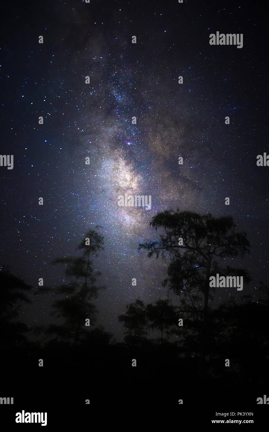 Big Cypress Via Lattea Foto Stock