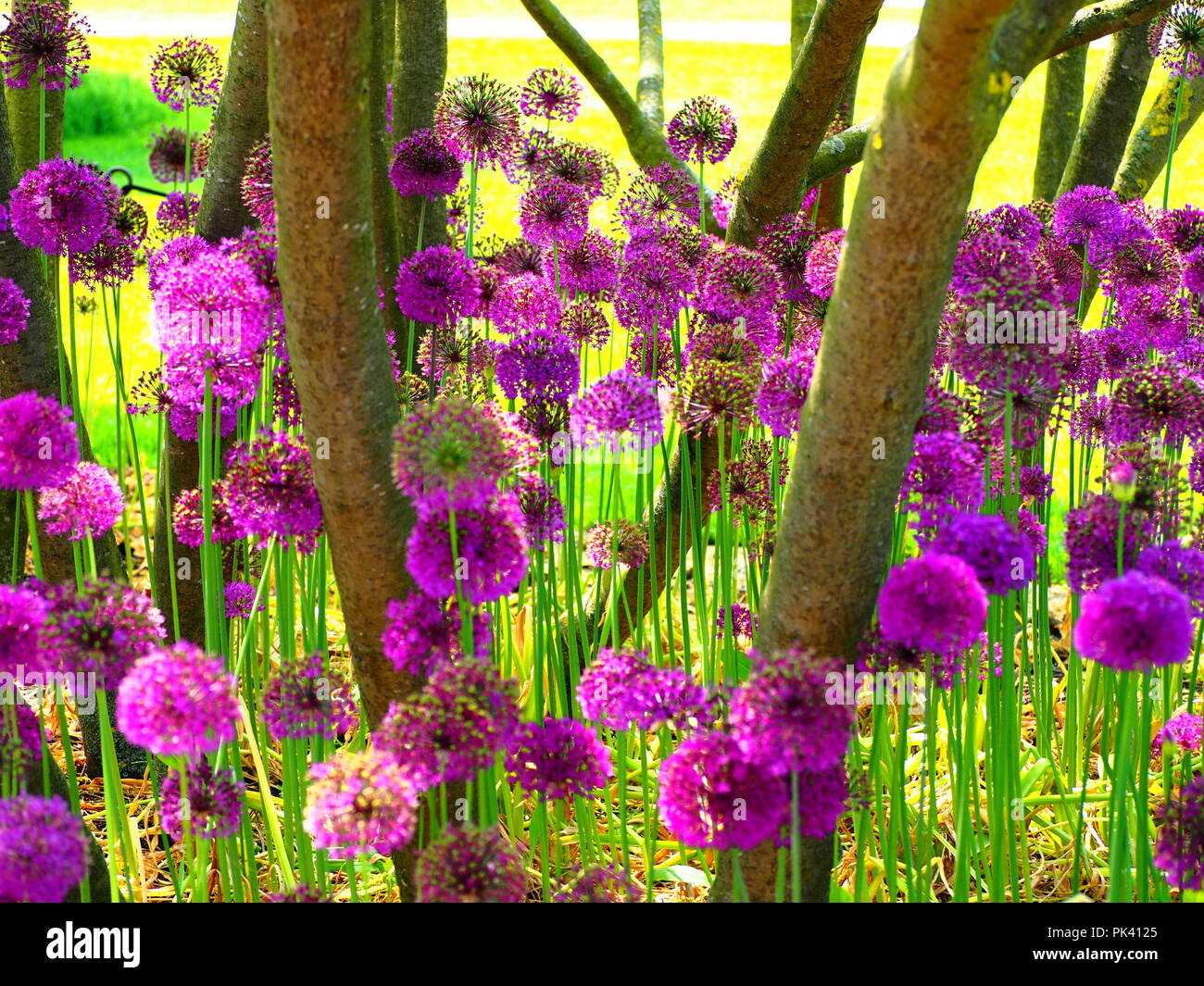 Vivaci e luminose Alliums viola fioritura sotto gli alberi Foto Stock