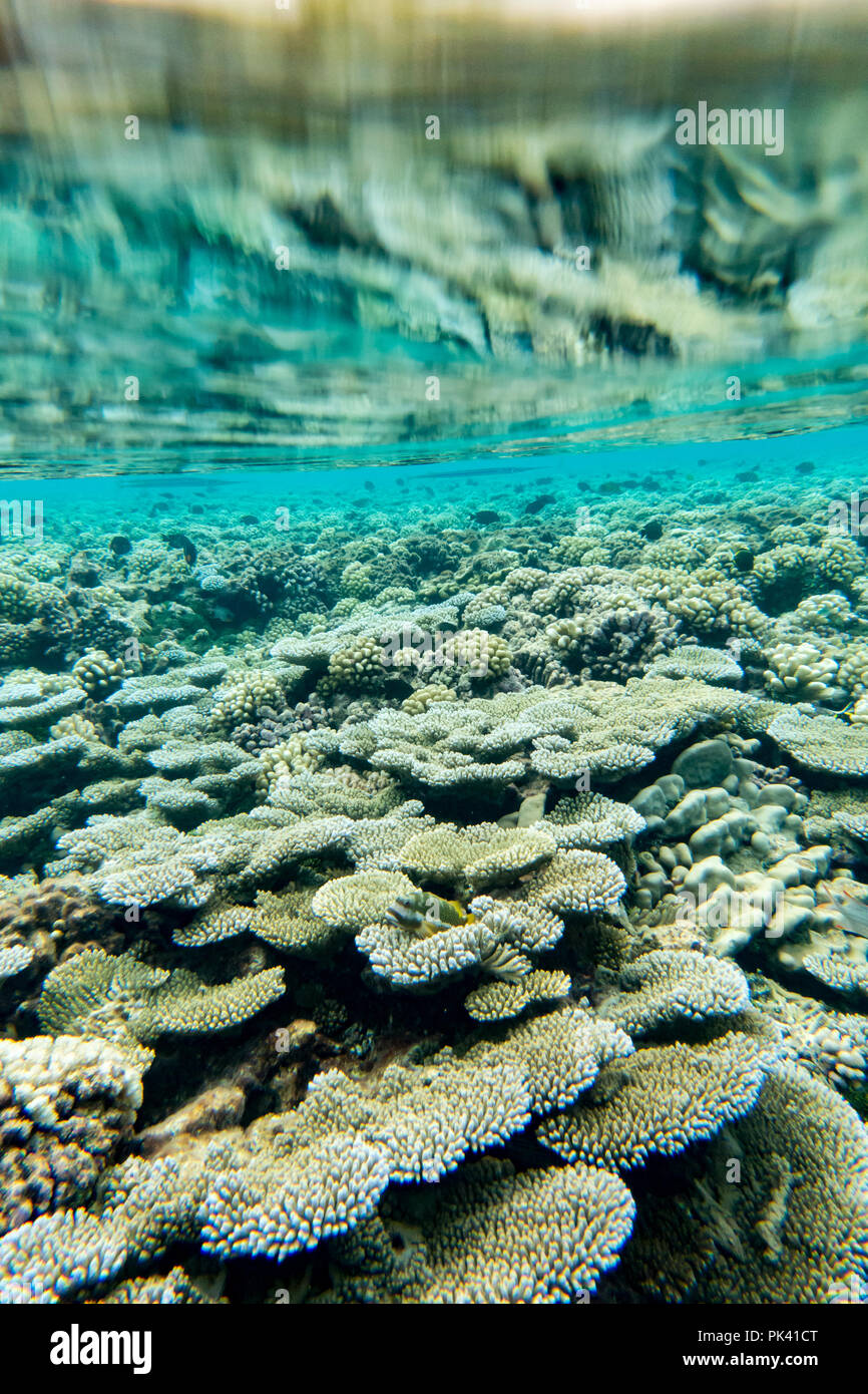 Per fare lo snorkeling durante il passaggio del sud di Fakarava Atollo del Tuamotus della Polinesia Francese con abbondanti e salutari e corallo grande vita dei pesci Foto Stock