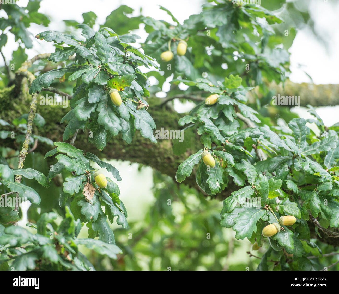 Ghiande su albero di quercia Foto Stock