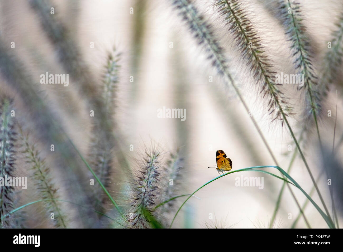 Un delicato Pearl Crescent (Phyciodes tharos) farfalla tra le erbe - North Carolina Arboretum, Asheville, North Carolina, STATI UNITI D'AMERICA Foto Stock