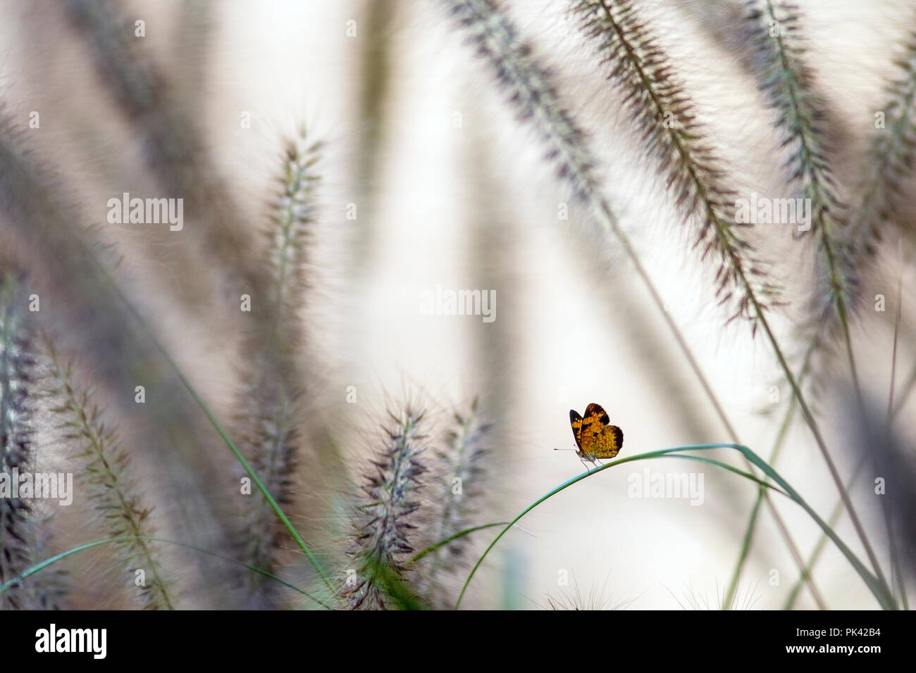 Un delicato Pearl Crescent (Phyciodes tharos) farfalla tra le erbe - North Carolina Arboretum, Asheville, North Carolina, STATI UNITI D'AMERICA Foto Stock