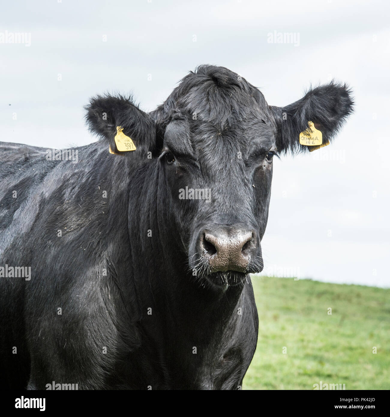 Aberdeen Angus mucca Foto Stock