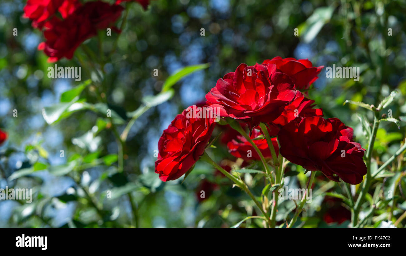 Tea Rose Red Foto Stock
