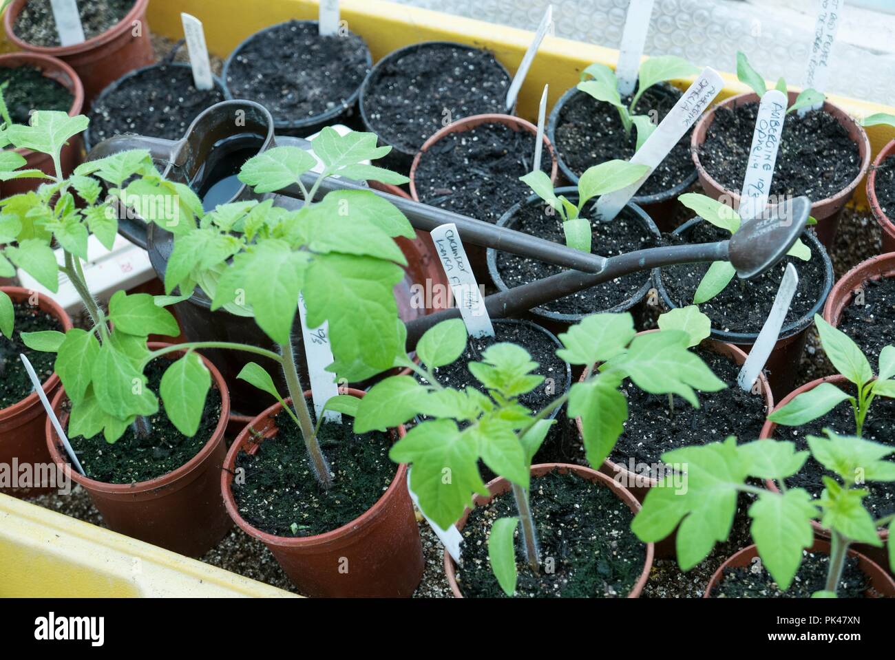 Giovani piante di pomodoro pronte per piantare fuori Foto Stock