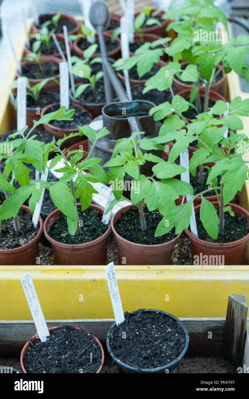 Giovani piante di pomodoro pronte per piantare fuori Foto Stock