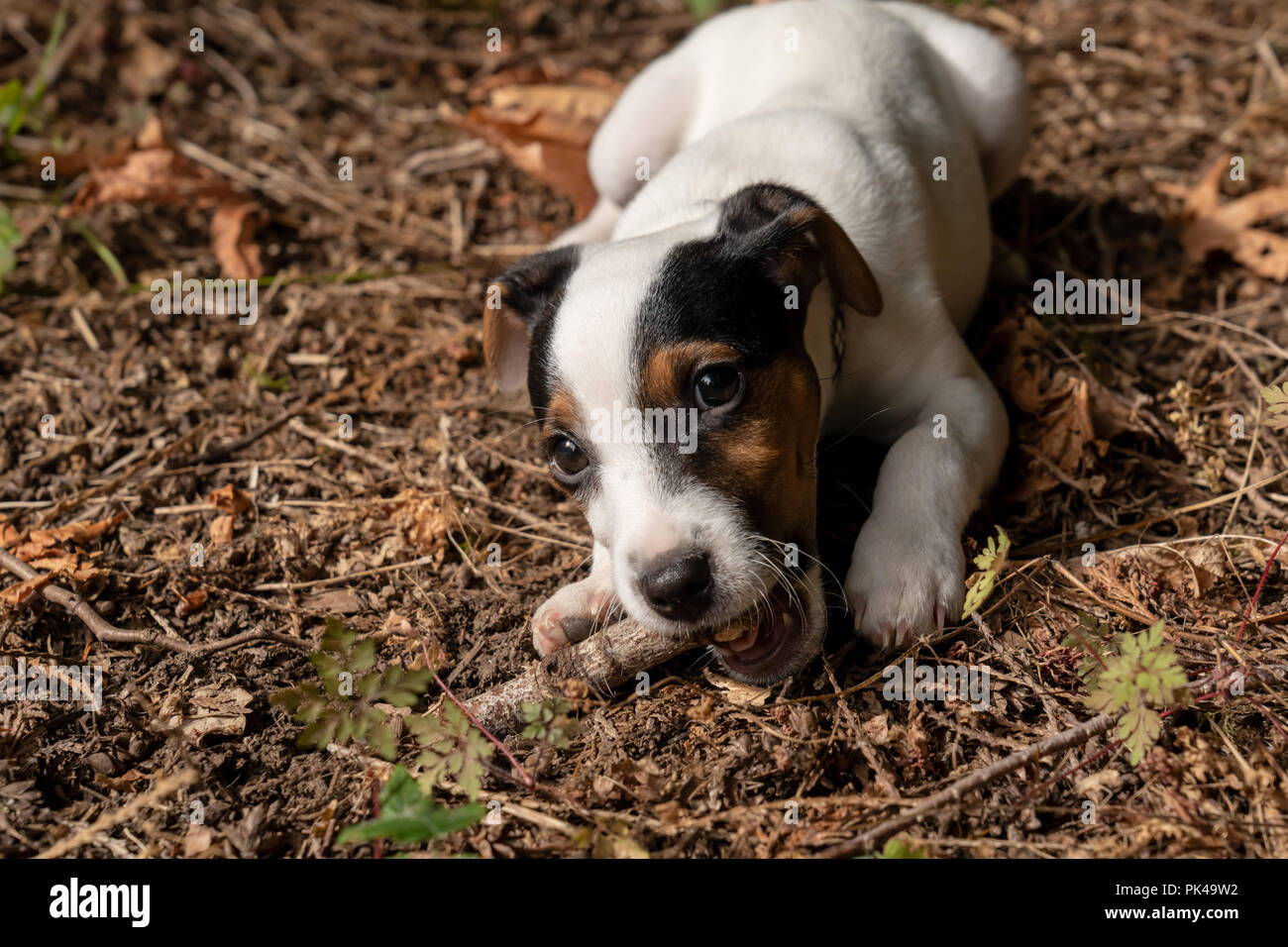Due mesi di vecchio Jack Russell Terrier 'Harry' masticare un bastone sul terreno del suo naturale Pacific Northwest backyard. Foto Stock