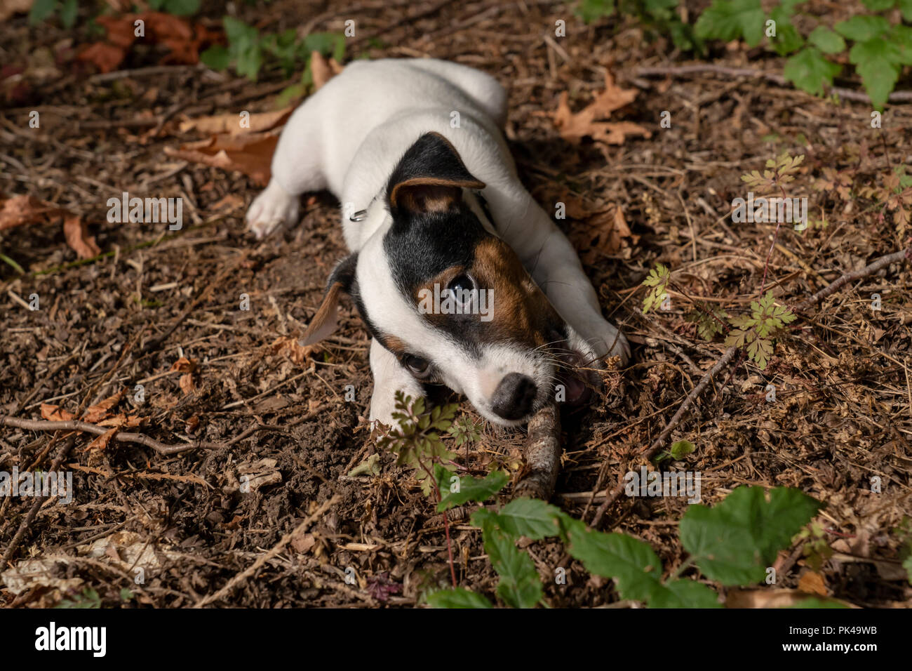 Due mesi di vecchio Jack Russell Terrier 'Harry' masticare un bastone sul terreno del suo naturale Pacific Northwest backyard. Foto Stock