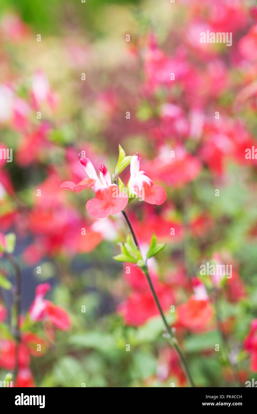 Salvia " Hot Lips' Fiori. Foto Stock