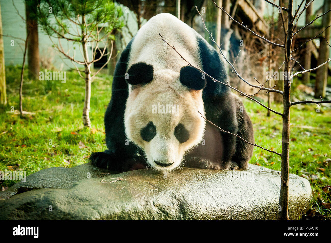 Lo zoo di Edimburgo panda Foto Stock