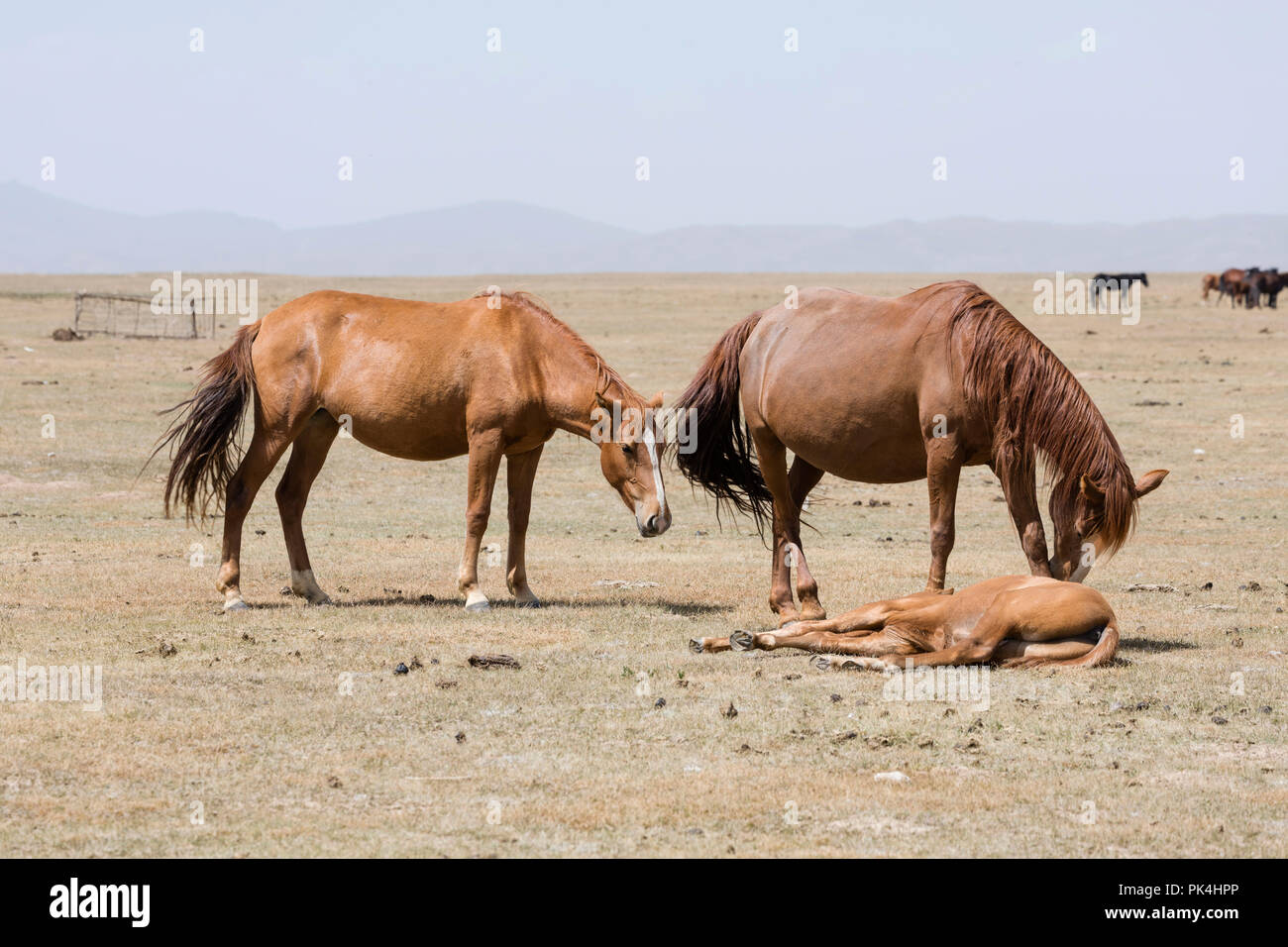 Due cavalli con i loro puledri sdraiato a Song Kul lago in Kirghizistan Foto Stock