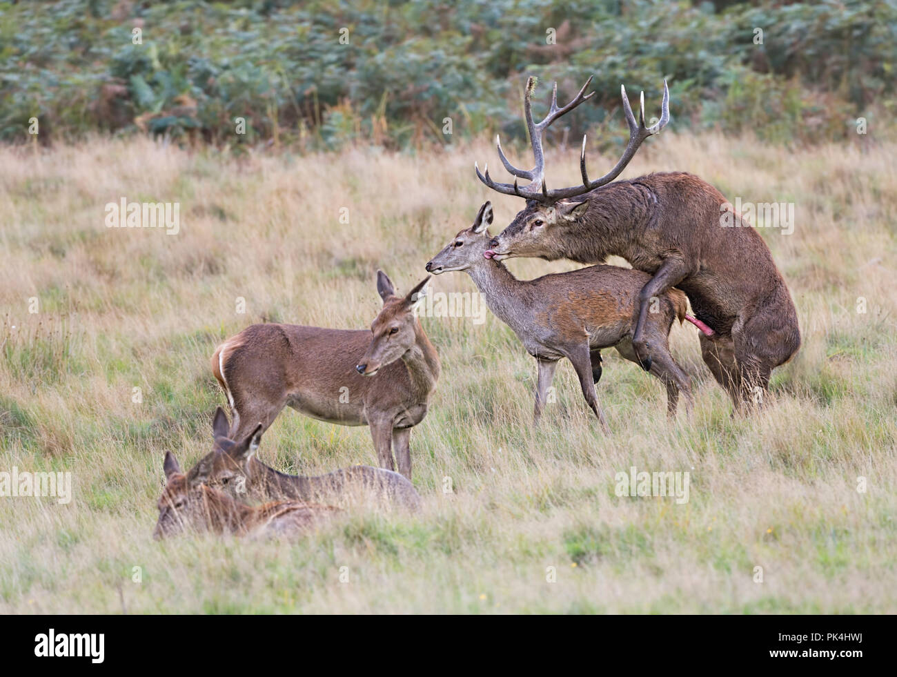 Red Deer accoppiamento Stag Cervo femmina Richmond Park Regno Unito Foto Stock