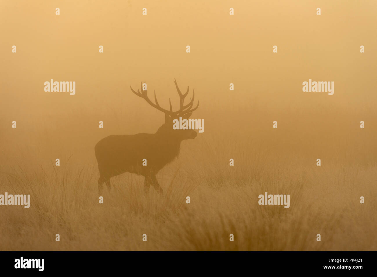 Adulto Red Deer Stag al Misty Richmond Park Regno Unito Foto Stock