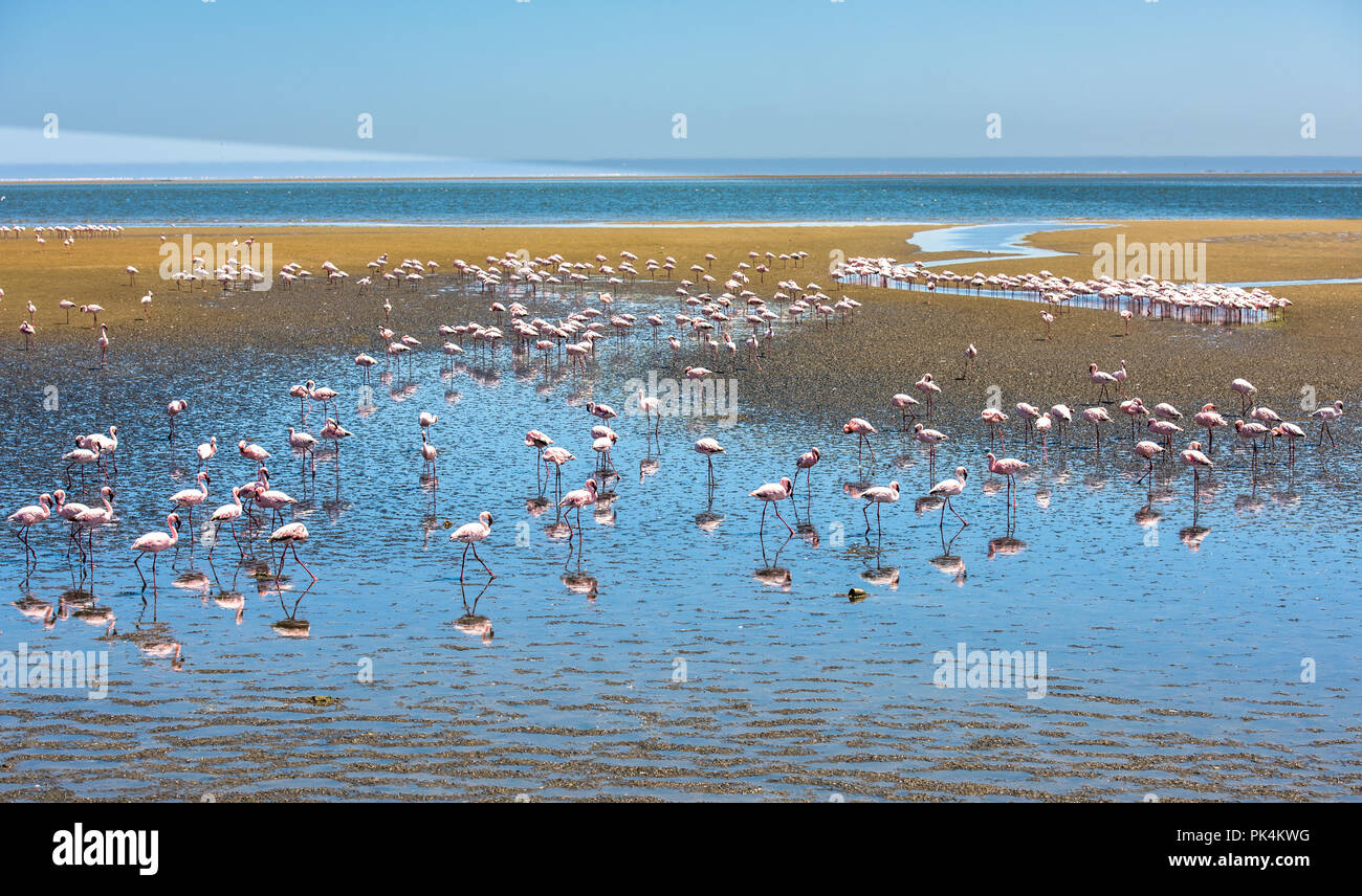 Stormo di fenicotteri a Walvis Bay, Namibia Foto Stock