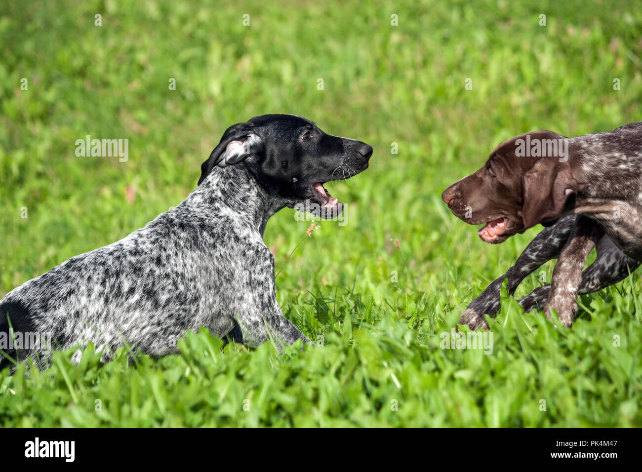 Il tedesco shorthaired puntatore, kurtshaar due spotted piccolo cucciolo, nero e marrone in un punto bianco, giocando sull'erba insieme, funny museruola, soleggiato Foto Stock