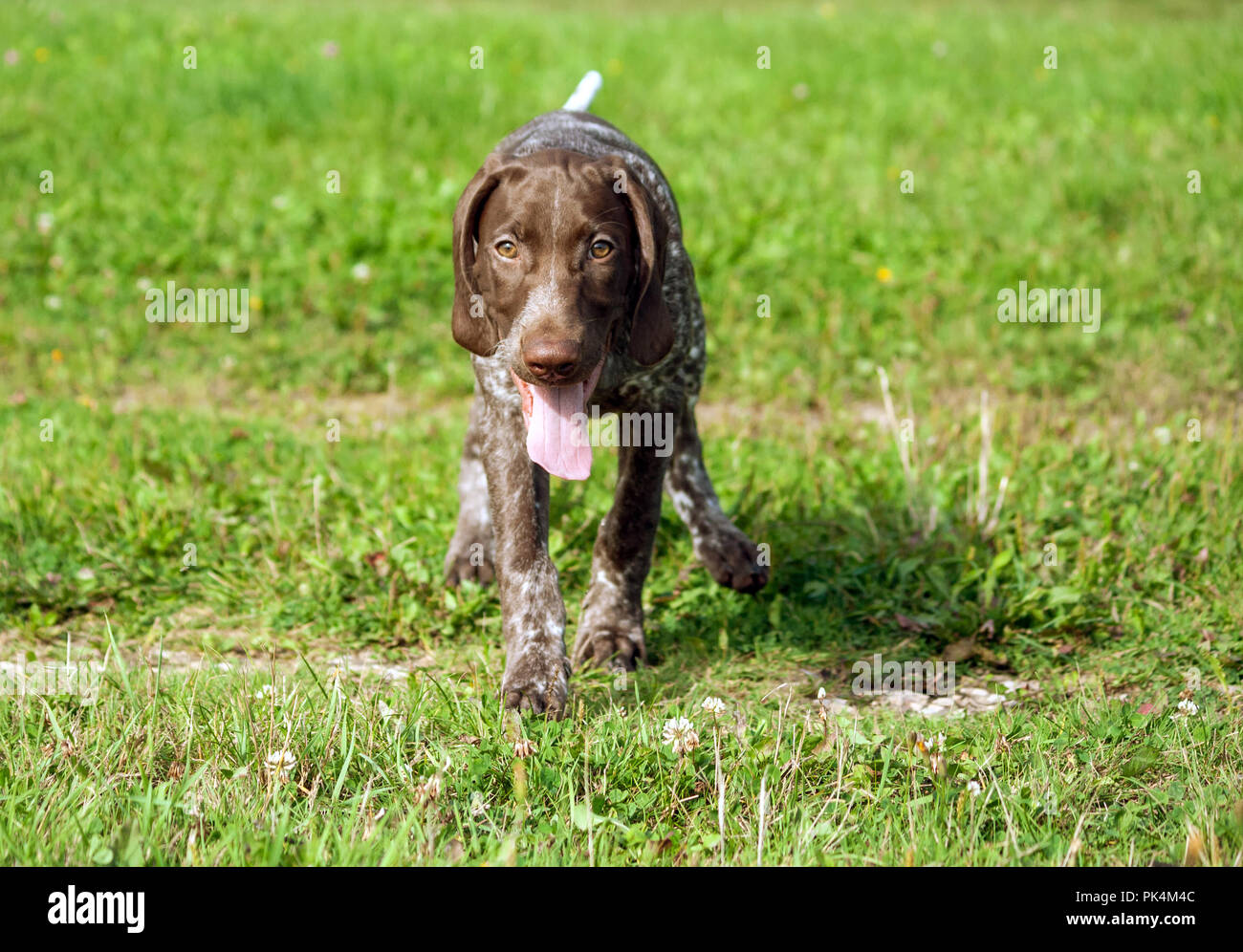 Il tedesco shorthaired puntatore, kurtshaar uno brown spotted puppy in esecuzione attraverso il campo, close-up, cane corre sulla fotocamera e la guarda negli occhi Foto Stock