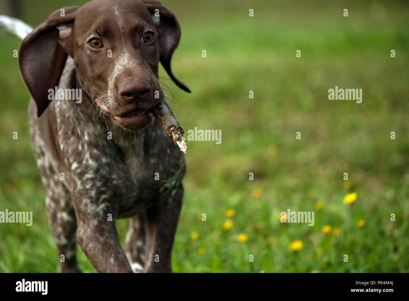 Il tedesco shorthaired puntatore, kurtshaar uno brown spotted cucciolo corre veloce attraverso il campo con un bastone di denti, orecchie avvolto indietro, close-up, Foto Stock