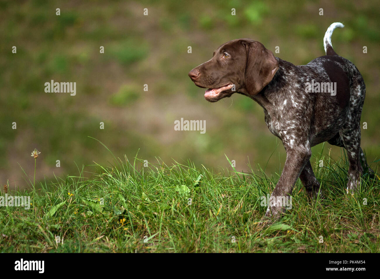 Il tedesco shorthaired puntatore, kurtshaar uno brown spotted cucciolo camminando sul prato verde di sera il cane è situato sul lato destro della Foto Stock
