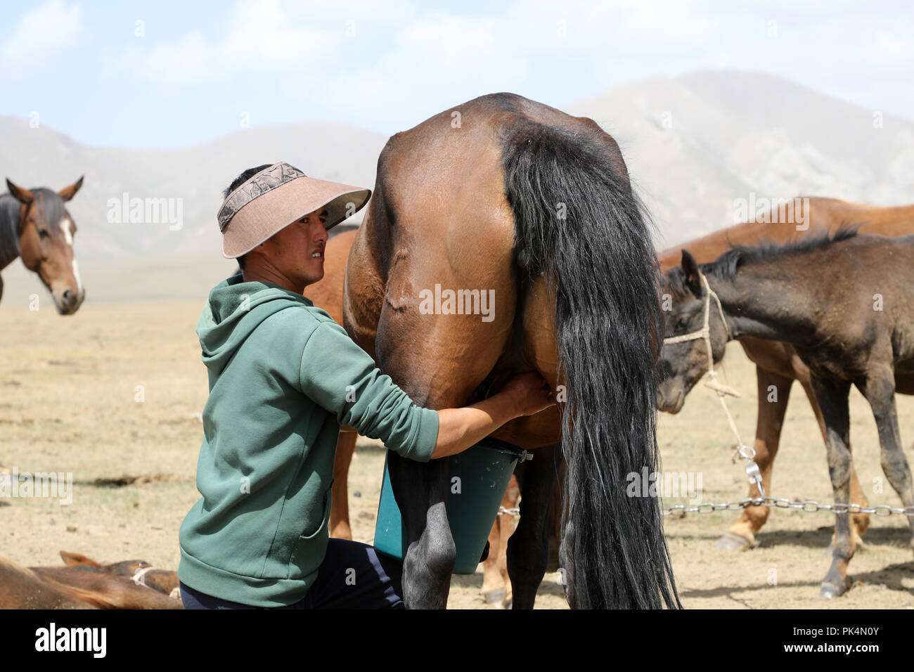 Song Kul lago, Kyrgystan, 15 agosto 2018: Giovani latti del Kirghizistan un cavallo di mare nella steppa al Song Kul lago in Kirghizistan Foto Stock