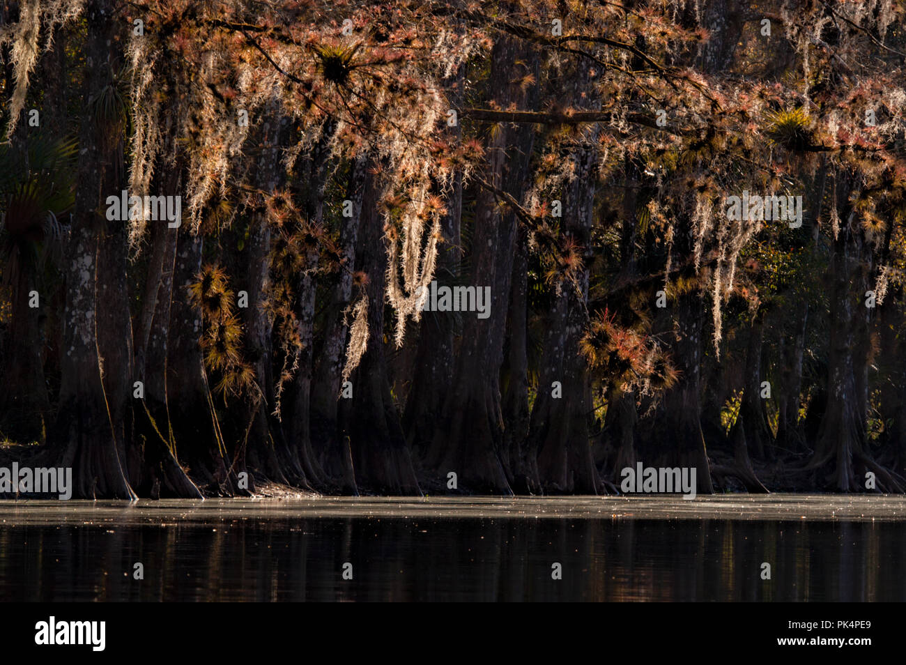 Soleggiato muschio Spagnolo e nativo bromeliacee pendere dal cipresso calvo alberi lungo Fisheating Creek, Florida. Foto Stock