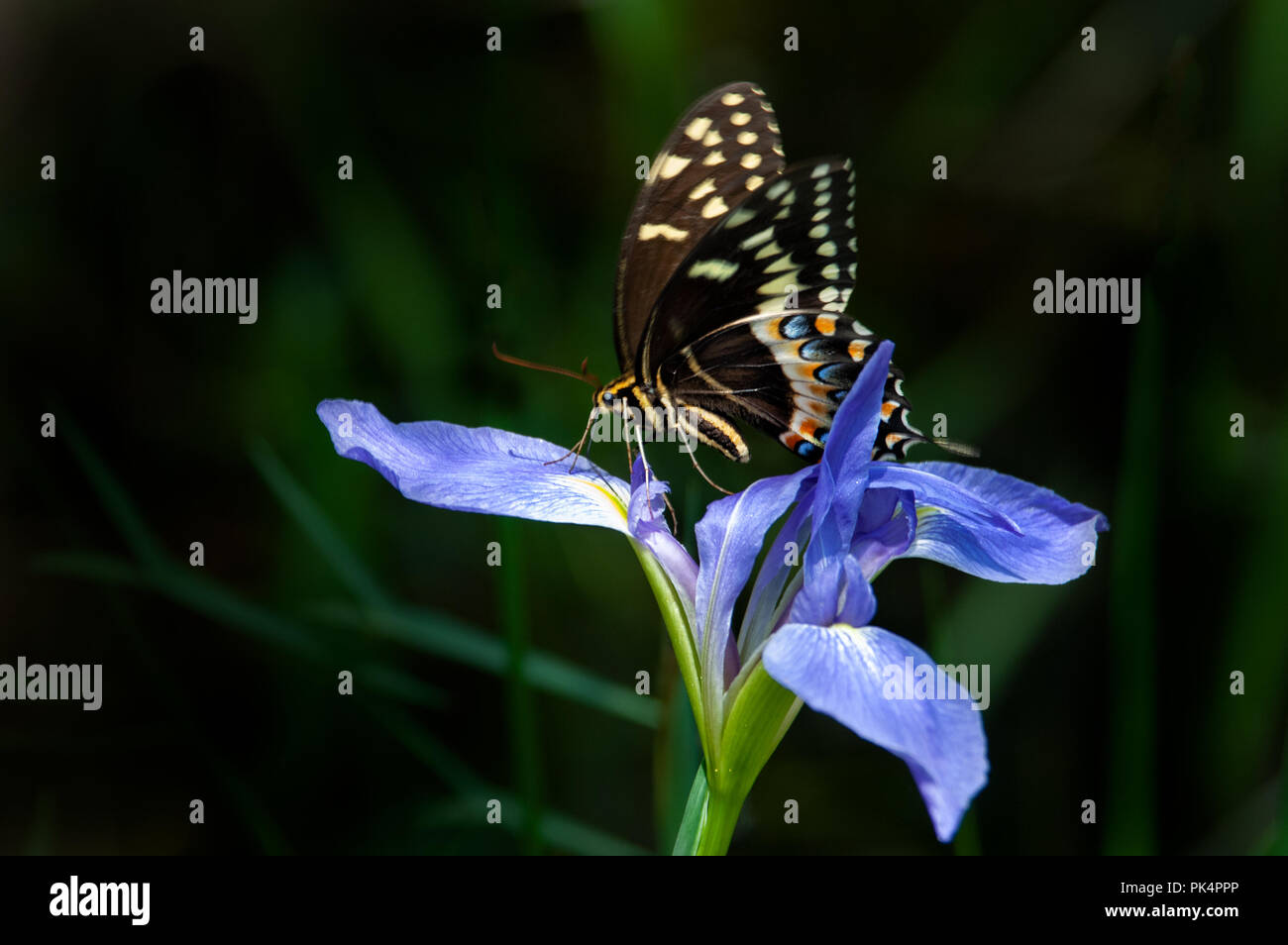 Un orientale a coda di rondine di tiger butterfly arroccato su una Florida nativa bandiera blu iris a Audubon cavatappi palude. Foto Stock