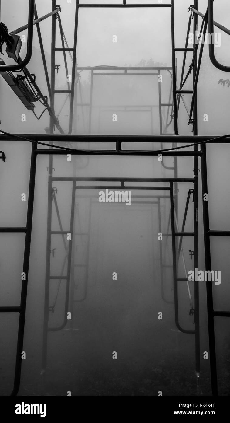 Boston nebbia x Flo Foto Stock