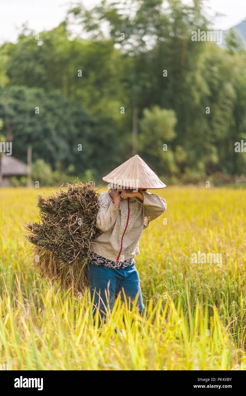 Donna che lavorano in campi di riso vicino al villaggio di Lac, Mai Chau valley, Vietnam. Bella cascata di pomeriggio durante il periodo del raccolto. Foto Stock