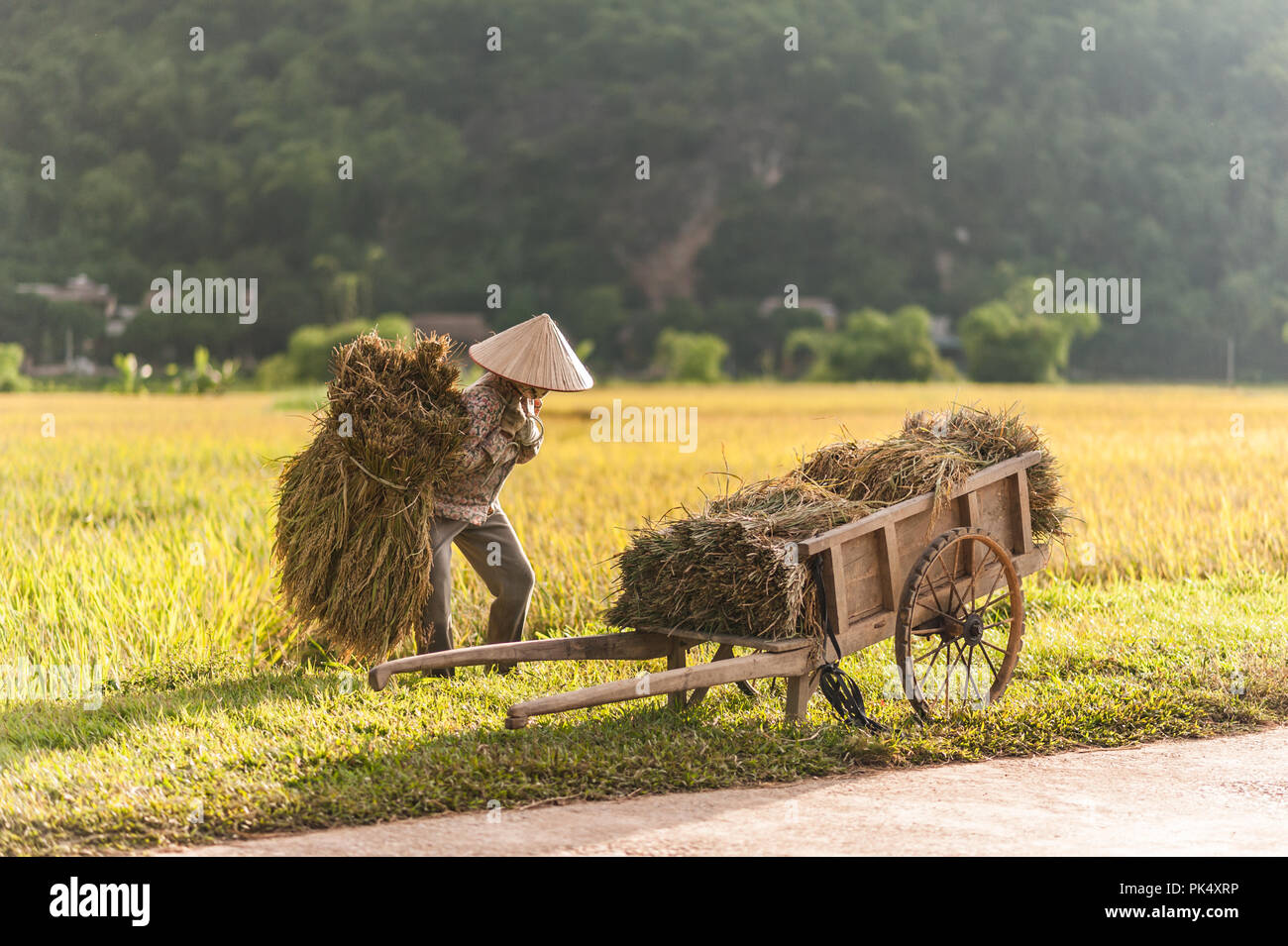 Donna che lavorano in campi di riso vicino al villaggio di Lac, Mai Chau valley, Vietnam. Bel tramonto durante il periodo del raccolto, carrello di legno in primo piano. Foto Stock