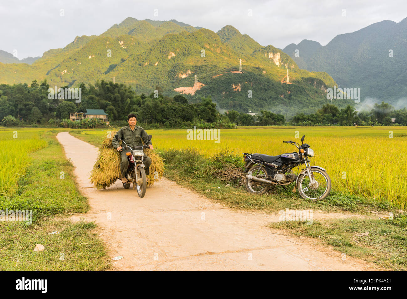 Uomo in sella a una motocicletta in un campo di riso vicino al villaggio di Lac, Mai Chau valley, Vietnam. Bellissimo tramonto caduta durante il periodo del raccolto. Foto Stock