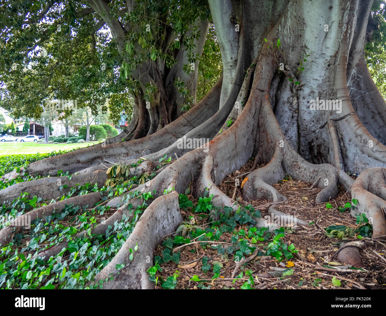 Ficus macrophylla o Moreton Bay fig tree. Foto Stock