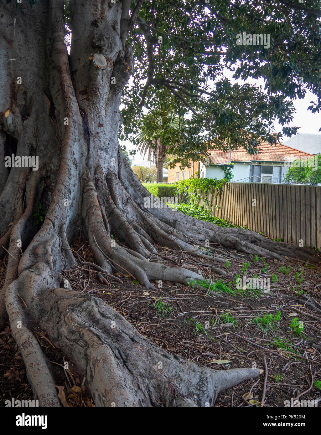Ficus macrophylla o Moreton Bay fig tree. Foto Stock