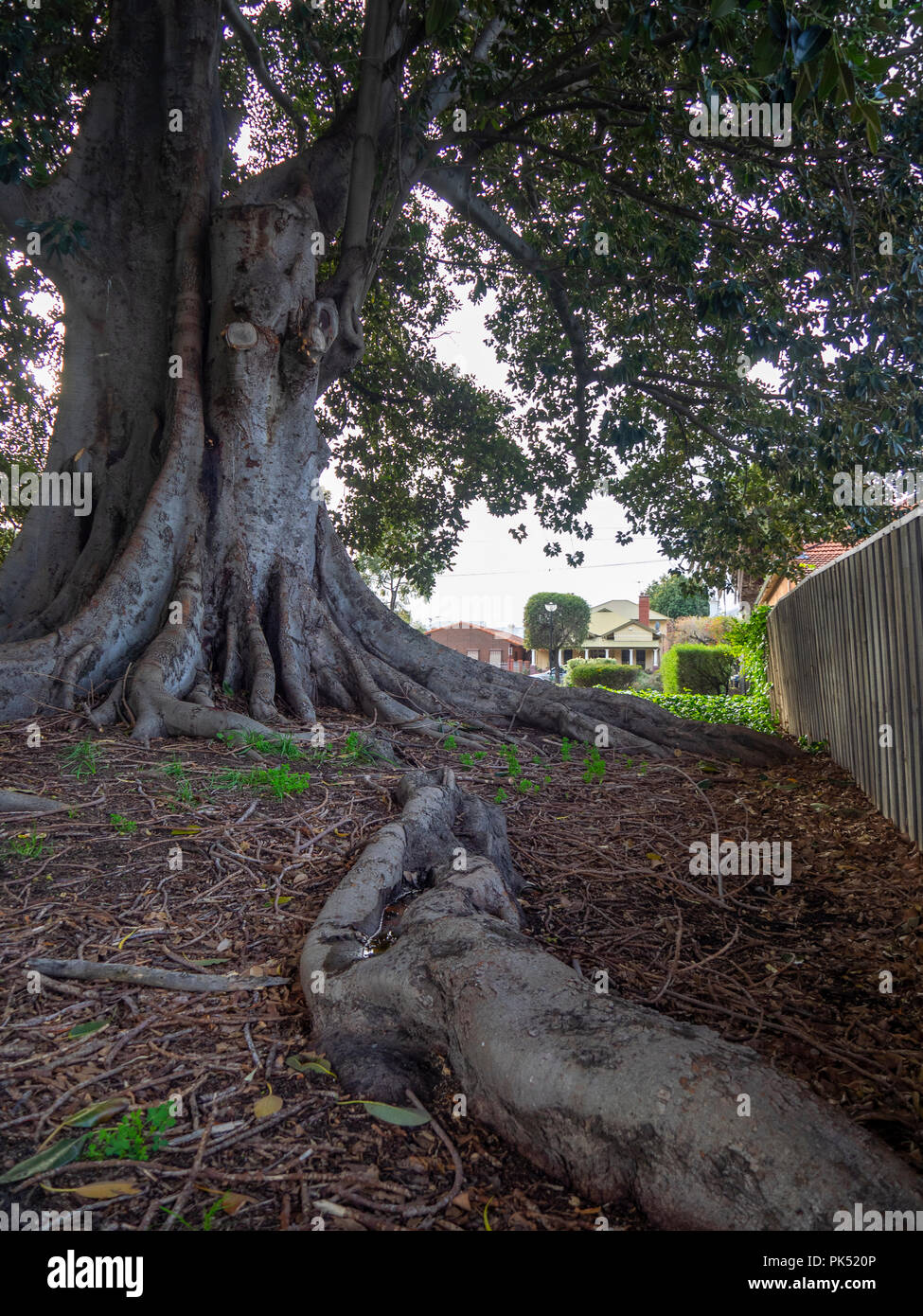 Ficus macrophylla o Moreton Bay fig tree. Foto Stock