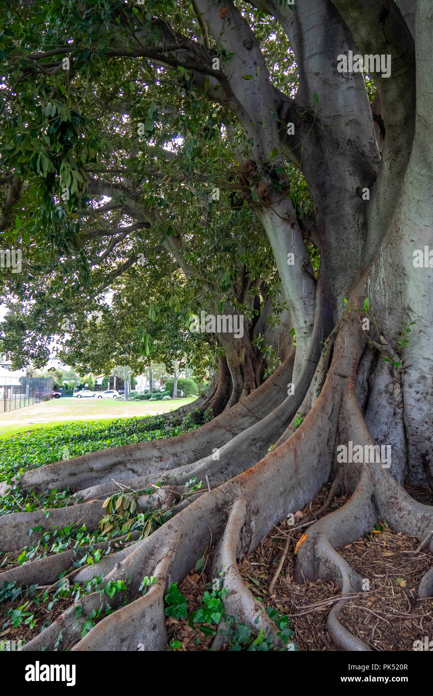 Ficus macrophylla o Moreton Bay fig tree. Foto Stock
