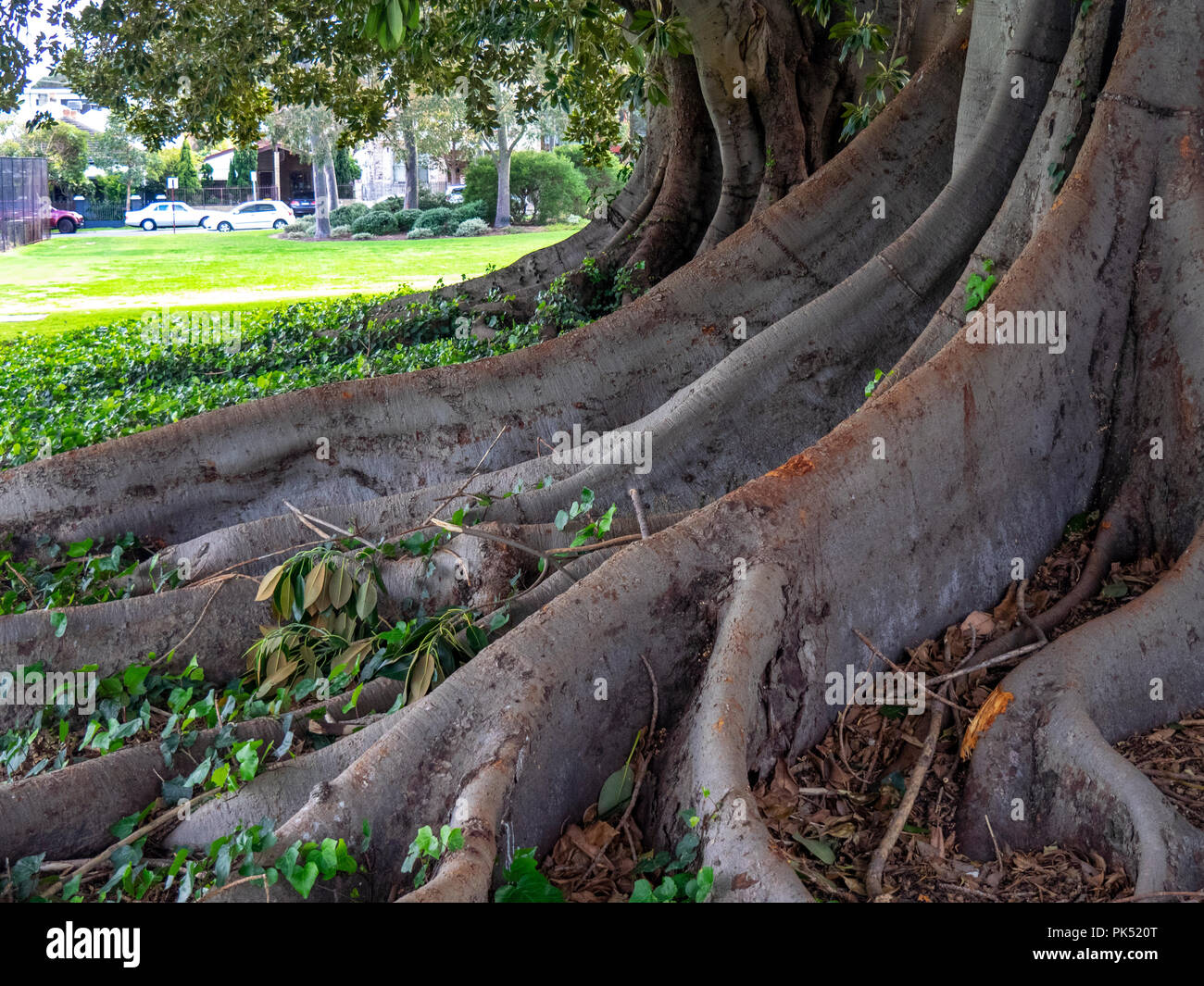Ficus macrophylla o Moreton Bay fig tree. Foto Stock