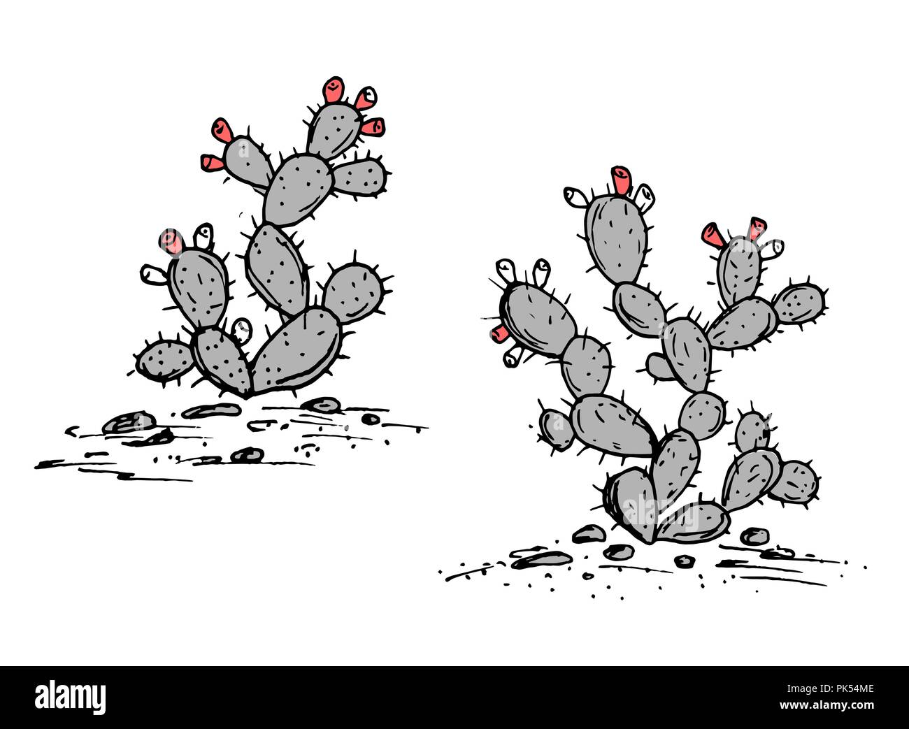 Ficodindia vettore. L' Opuntia ficus indica sketch. Ficodindia cactus con frutti maturi, due impianti set. Mano Illustrazione disegnata in un elegante color palet Illustrazione Vettoriale