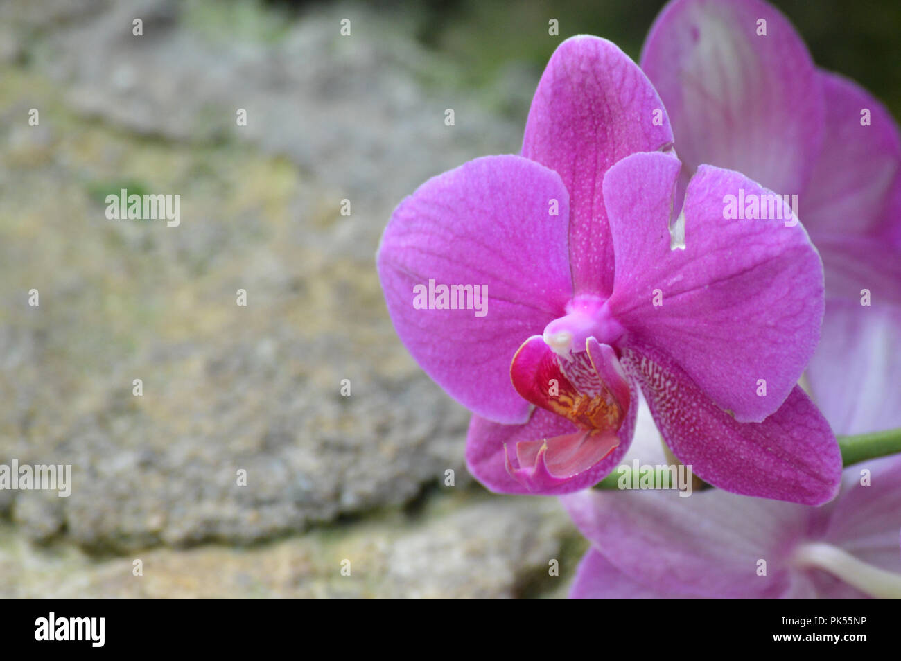 Orchid fiore in giardino Foto Stock