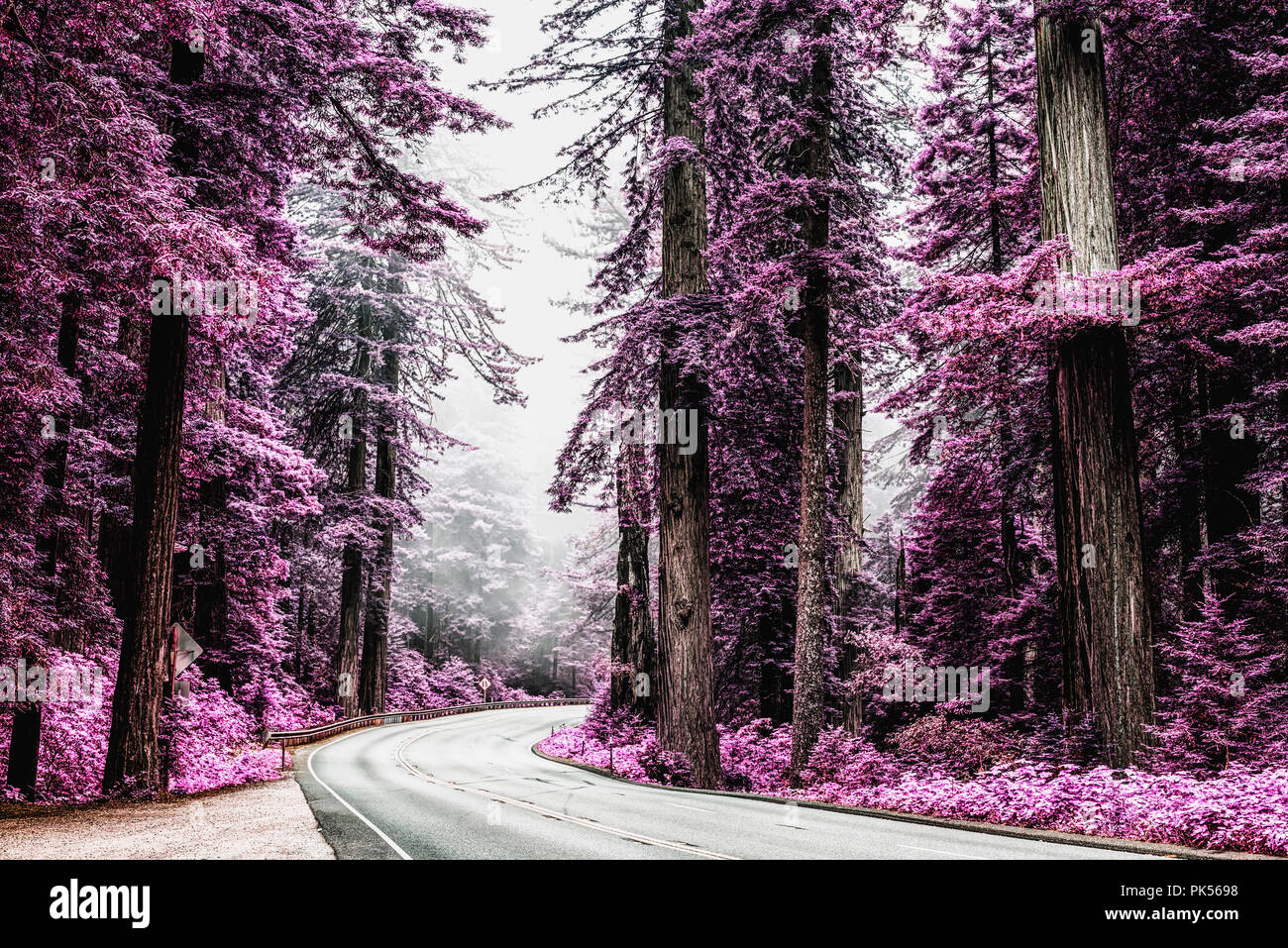 Stati Uniti Percorso (Autostrada) 101 che corre attraverso il Redwood National e parchi statali nel nord della California, Stati Uniti d'America. Elaborata con un effetto a raggi infrarossi. Foto Stock