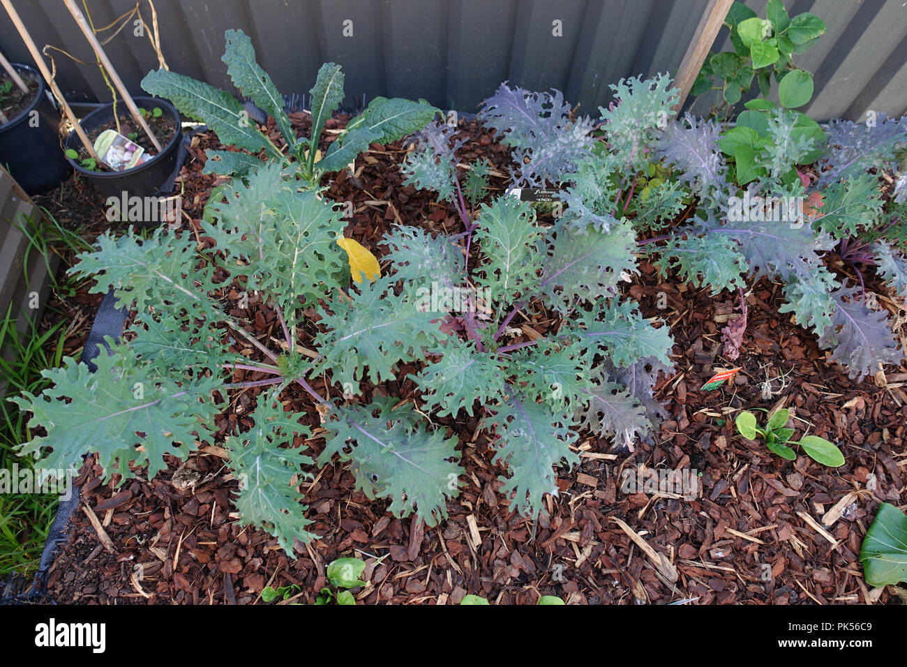 Red Russian Kale cresce su una patch vegetale Foto Stock