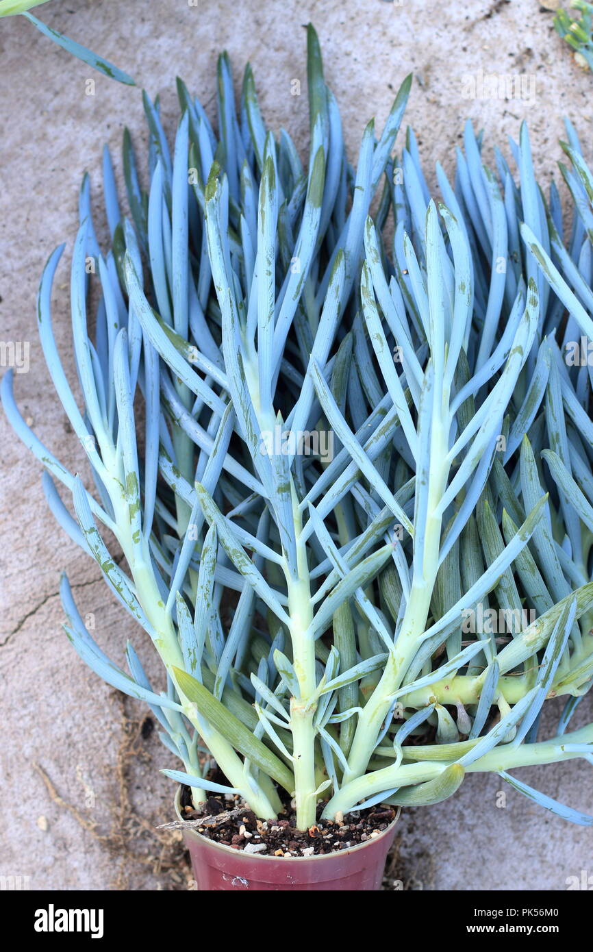 Blue Chalk bastoni o succulenti note come Senecio Mandraliscae, blu dito succulenta Foto Stock