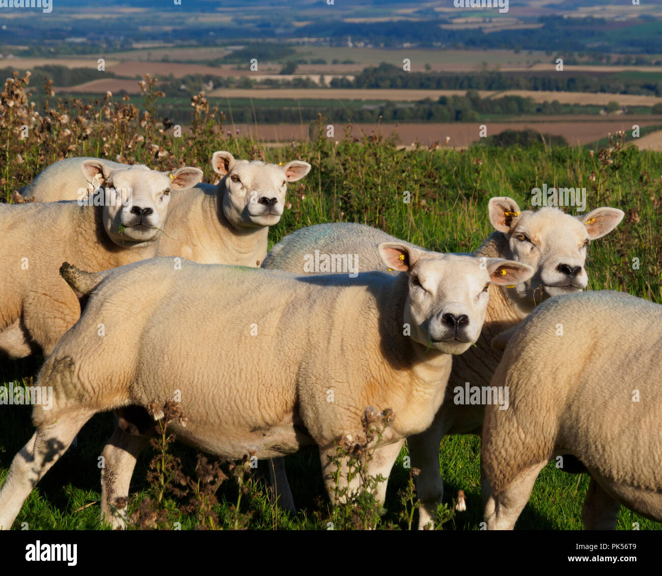 Texel hoggett agnelli ram 1 anno in Scottish Borders, sul pascolo a Castello di Hume, Berwickshire Foto Stock